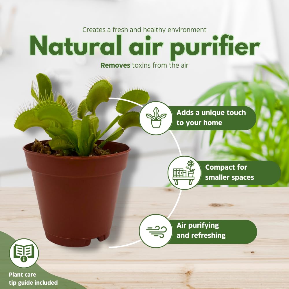 BubbleBlooms Carnivorous Plant in 2 inch Pot, Perennial Living Bug Catcher Tiny Mini Pixie Plant