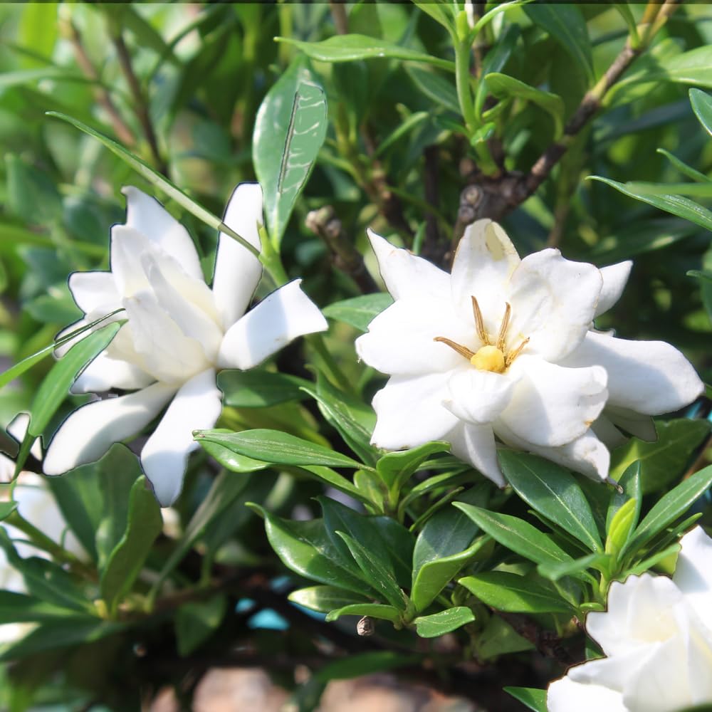 Brussel's Live Gardenia Outdoor Bonsai Tree - 6 Years Old; 10" to 14" Tall with Decorative Container