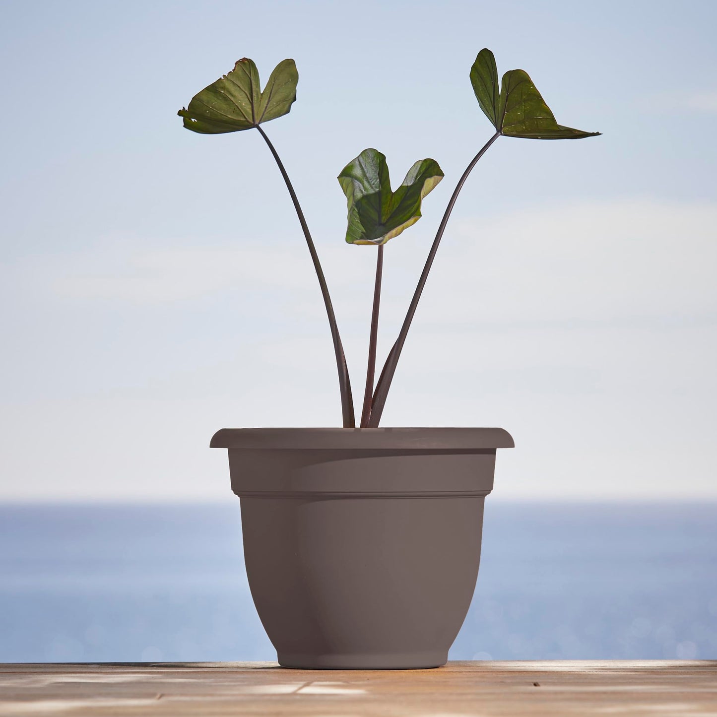 Bloem Ariana 12" Self-Watering Plastic Planter - Rolled Rim Indoor/Outdoor Garden Pot, Peppercorn, 2-Pack