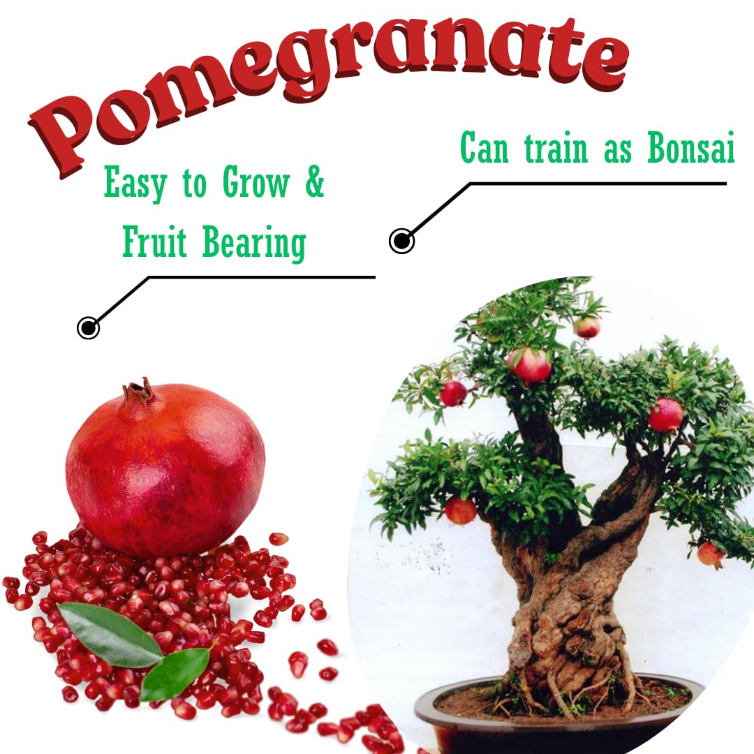 2 Fast-Growing Pomegranate Trees Live Plants, Cold Hardy, Spring Planting, Starter Size from 4 to 8 Inc, Sweet Fruit Tropical Plant