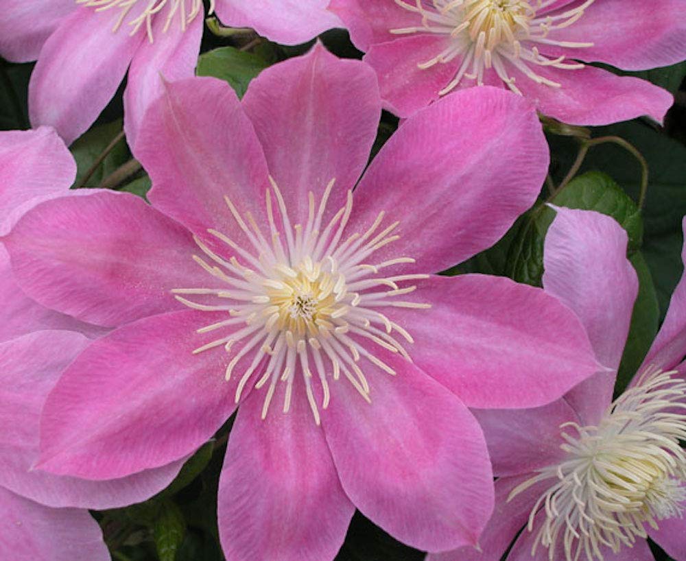 Irene Clematis - Long Lasting Blooms - Creamy Rose Pink Flower - 2.5" Pot