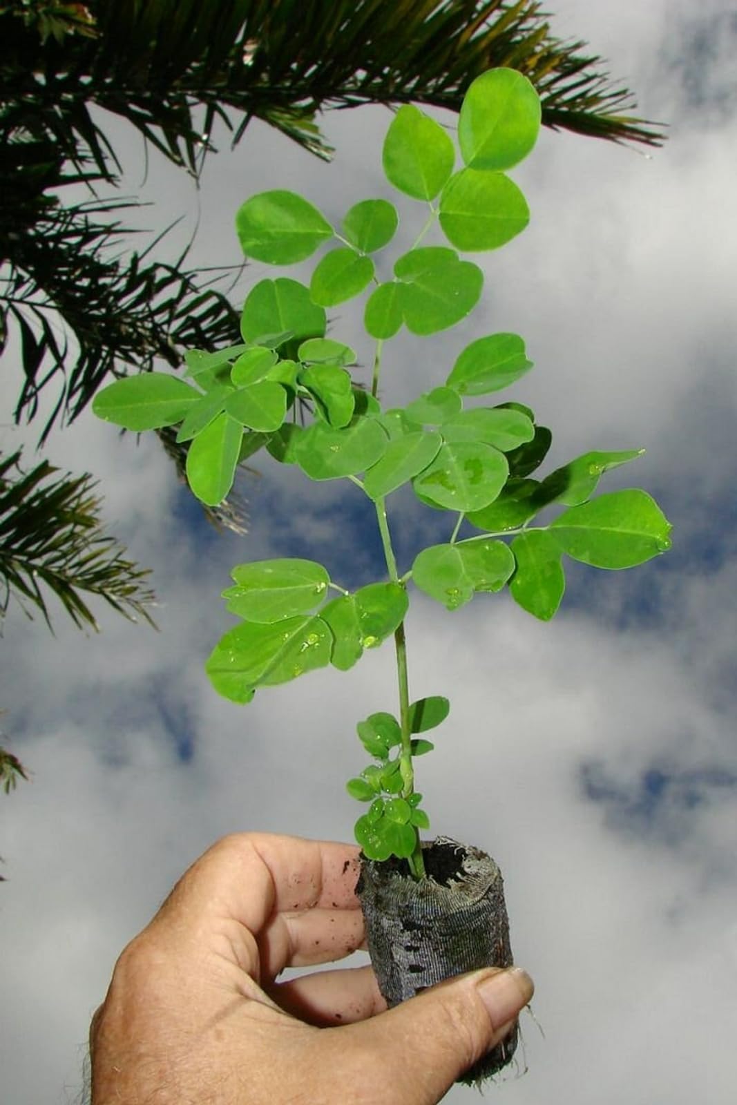 Live Plant - Moringa Oleifera Tree - 6-10" Tall - Drumstick/Horseradish/Benzolive Live Plant