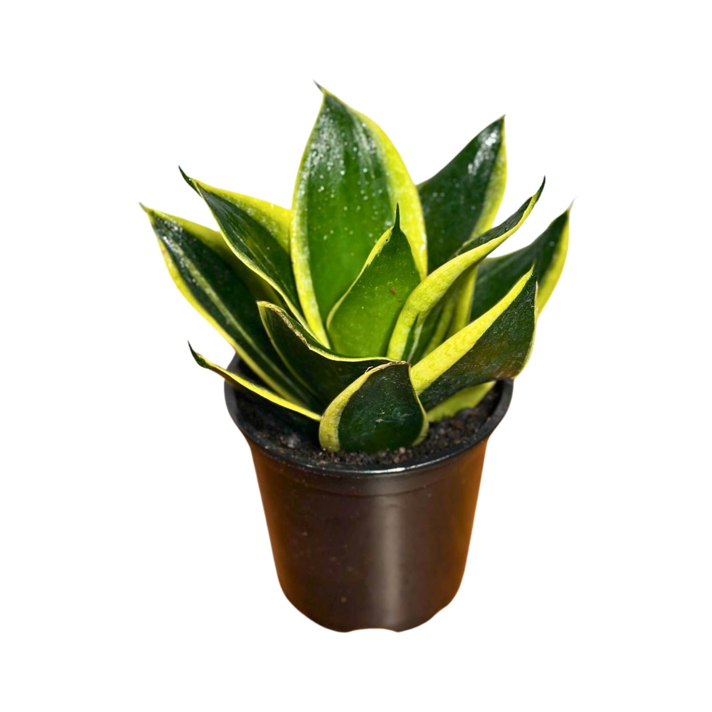 PLANTVERS Sansevieria Hahnii Jade Dwarf in 4" Grow Pot | Marginated Snake Plant | Compact Air-Purifying Succulent | Low Maintenance Indoor Greenery