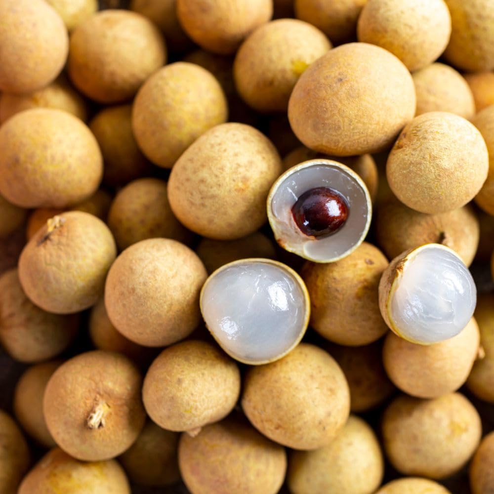 Longan Tree Live Plant 3 Gallon 2-3 Ft Tall, Live Tropical Fruit Plant, Sweet Longan Fruit Tree for Outdoor Growing, No Ship to CA