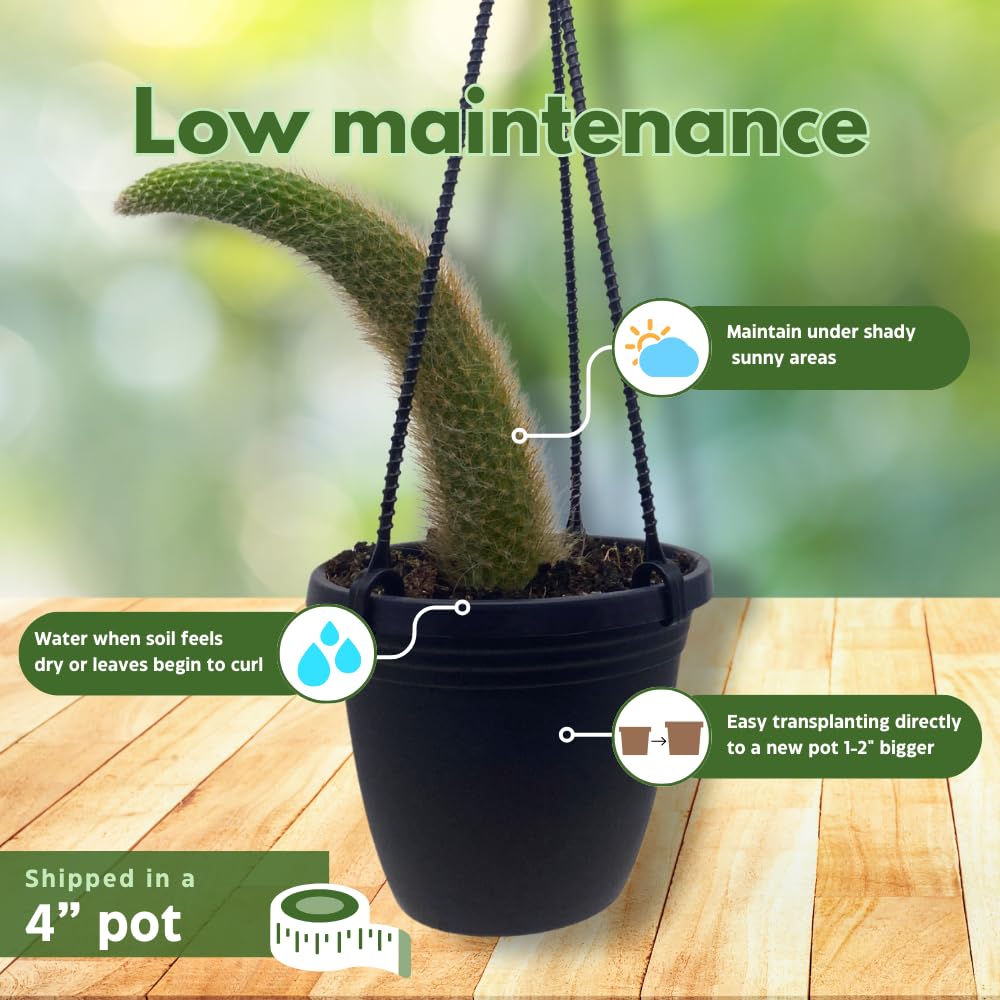 BubbleBlooms Monkey Tail Cactus in a 4 inch Hanging Basket