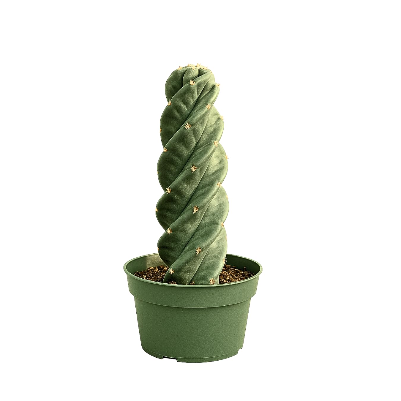 Spiral Cactus – Cereus Validus Spiralis – Rare Live Twisting Succulent, Fast-Growing & Drought-Tolerant – Exotic Statement Plant for Home & Garden (Cereus Validus Spiralis – 6-8 inches Height)