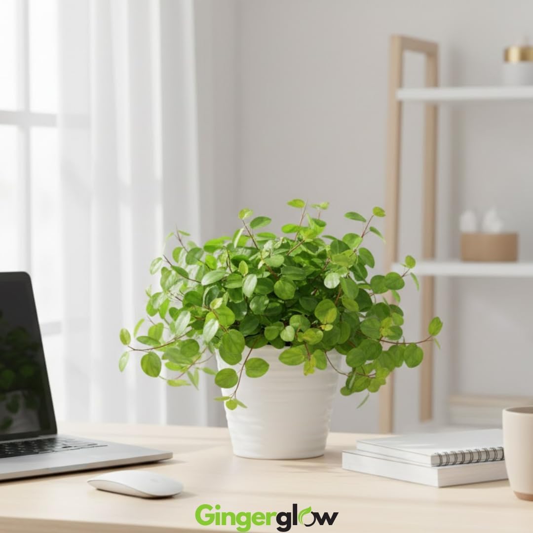 2 Swedish Ivy Plants Live House Plants, Swedish Ivy in 3.25 Inch Pot, Lush Trailing Greenery for Indoor Spaces, Desks & Window Areas, Easy to Grow