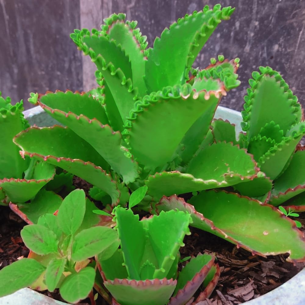 Mothers of Thousands Kalanchoe Live Plant 3 to 5 Inc Tall Starter, Kalanchoe Succulent, in Pot