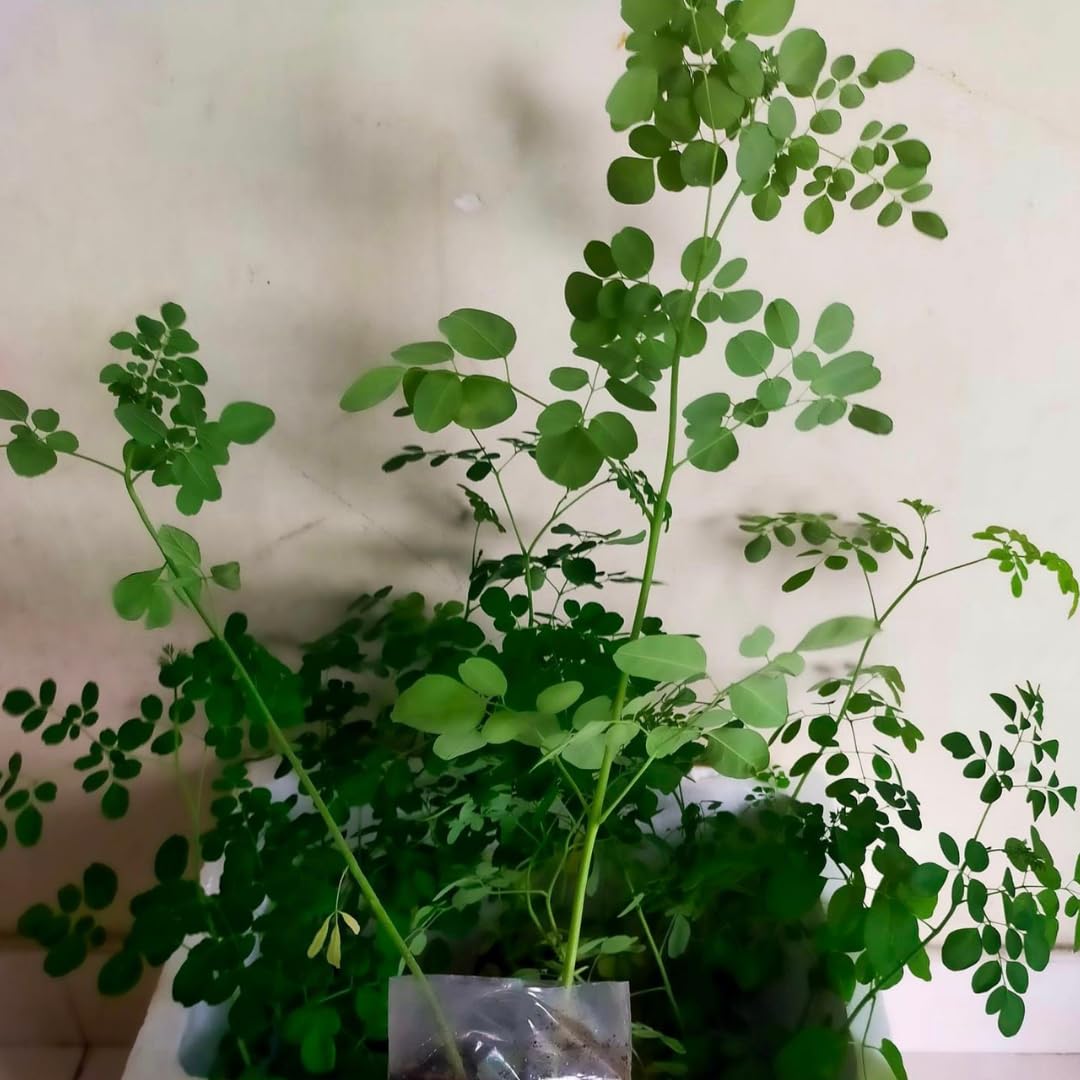 3 Months Old Moringa Oleifera Tree Live Plant, Moringa Plant Potted, Well-Rooted Drumstick Trees Ready to Grow Outdoor