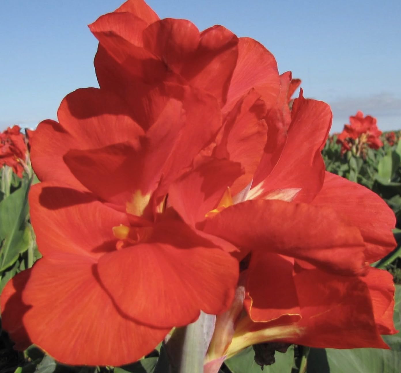 Canna Lily Bulbs The President for Planting - Eye Catching Red Flowers (5 Bulbs)