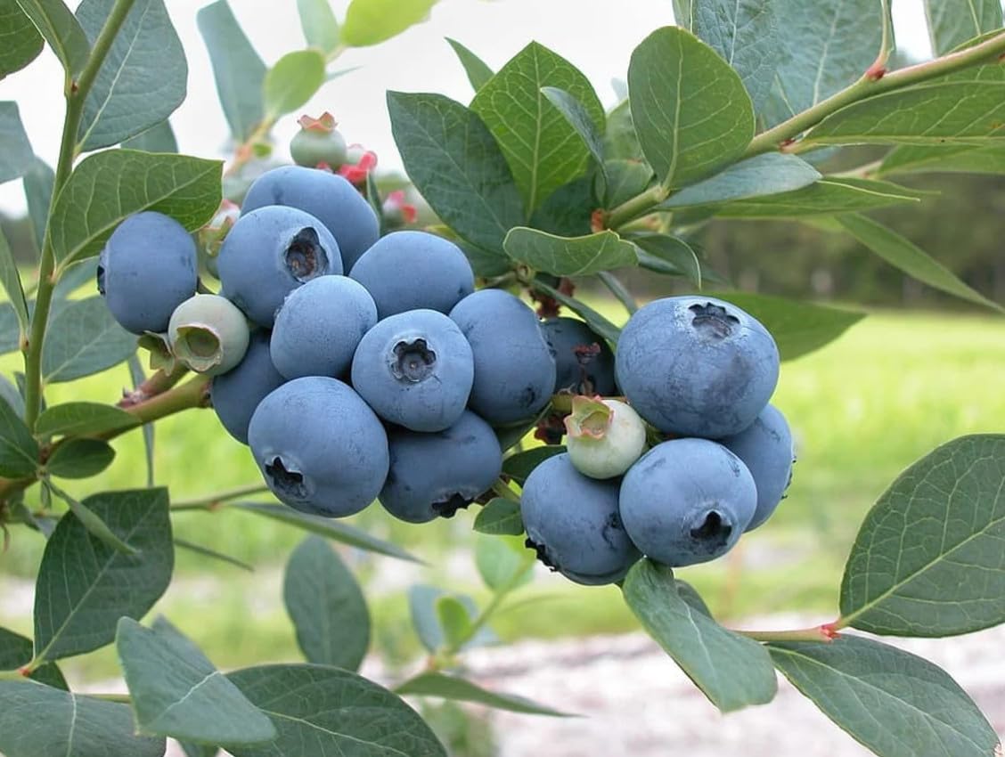 Live Plant - Jersey Northern Highbush Blueberry Bush/Shrub - 10-12" Tall - 2 Year Old Plant