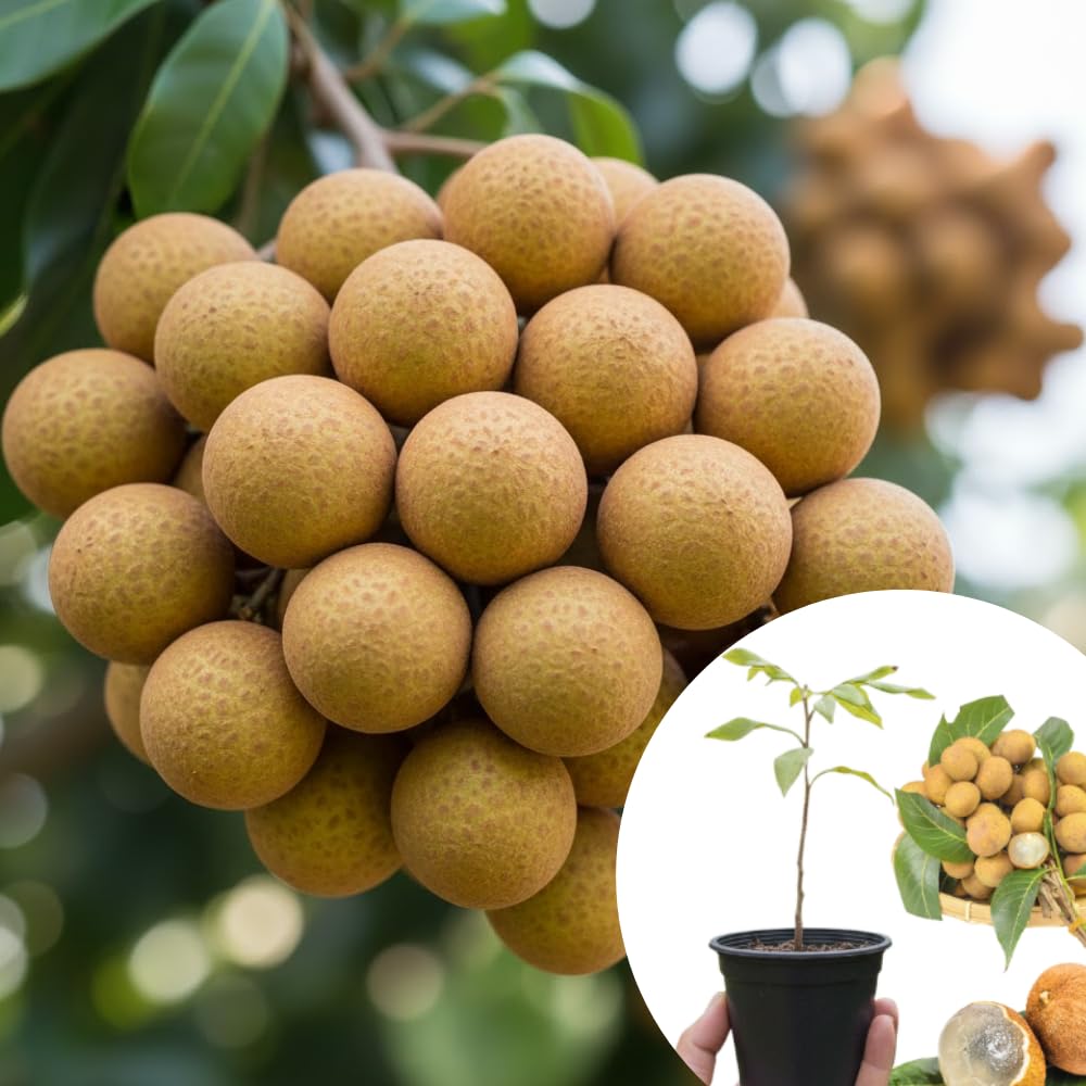 Live Longan Tree, Longan Fruit Plant in 4" Pot, Hardy and Sweet Tropical Fruit Tree, 6 to 8 Inches Height