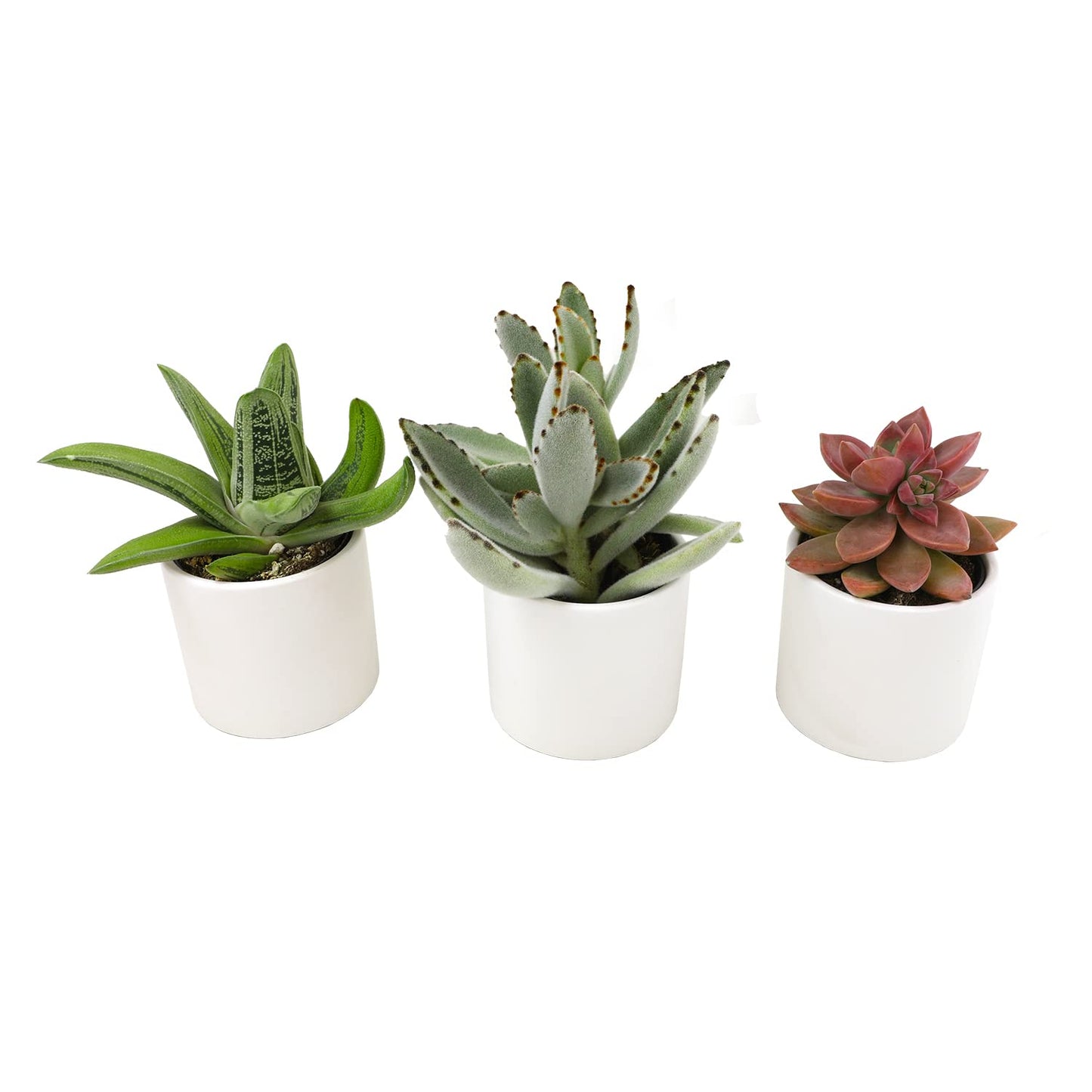 Succulents Plants Live in Pots Set (3 Pack) - Mini Cactus, Haworthia, Gasteria