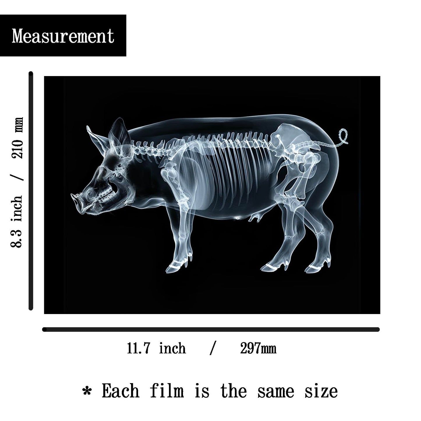 Animal X-Ray Set, Educational Science Kit, Light Table Accessory for Children (Farm Animals)