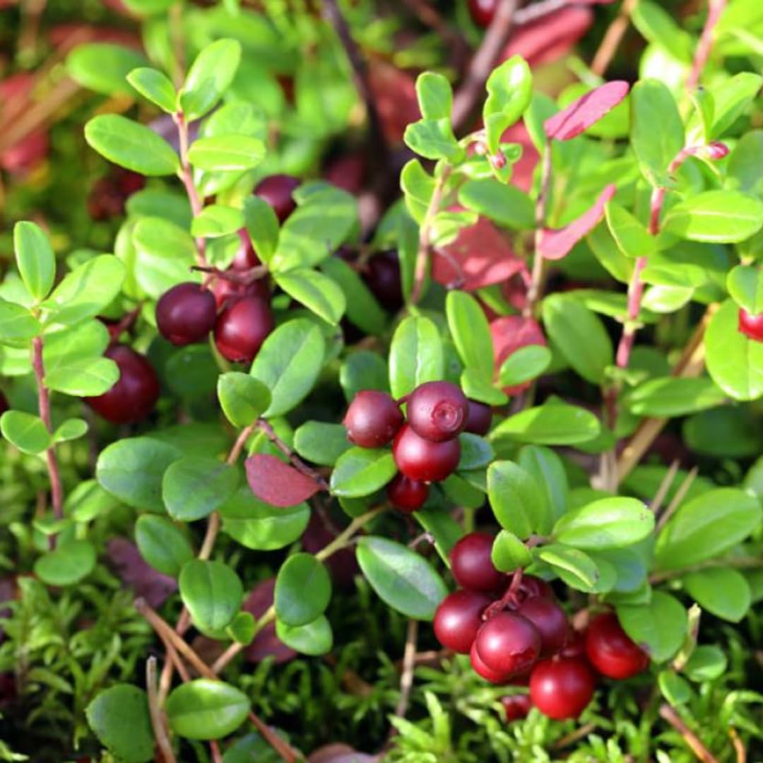 Cranberry Trees Plant Live in 3 Inch Pot, Low Bush Groundcover, Red Cranberries Tree Viburnum Plant, Edible Cranberry Tree Live for Growing