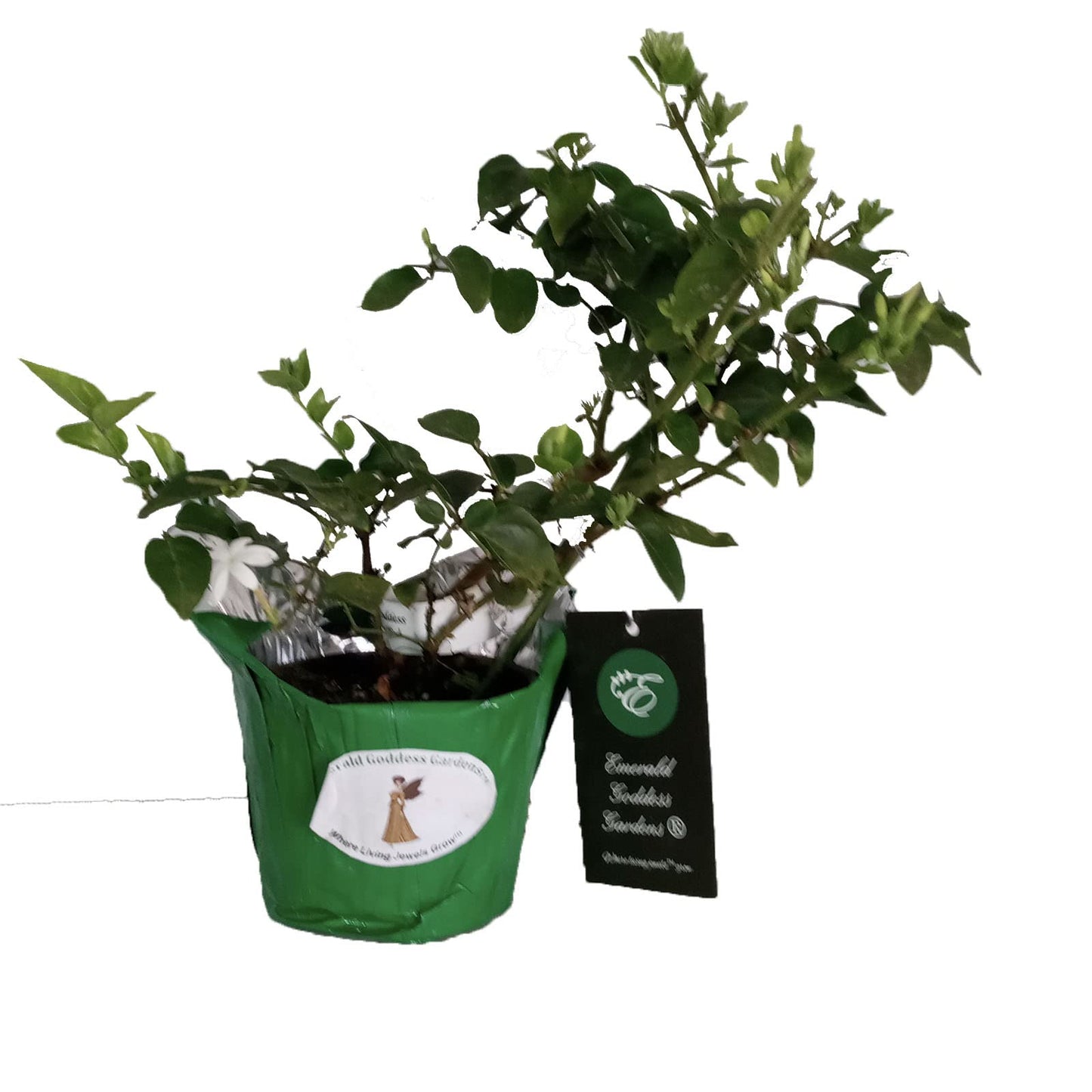 Downy Jasmine - Jasminum multiflorum - Live Plant - Light Scent White Single Flower - Emerald Goddess Gardens - Starter Sz 4 Inch Pot