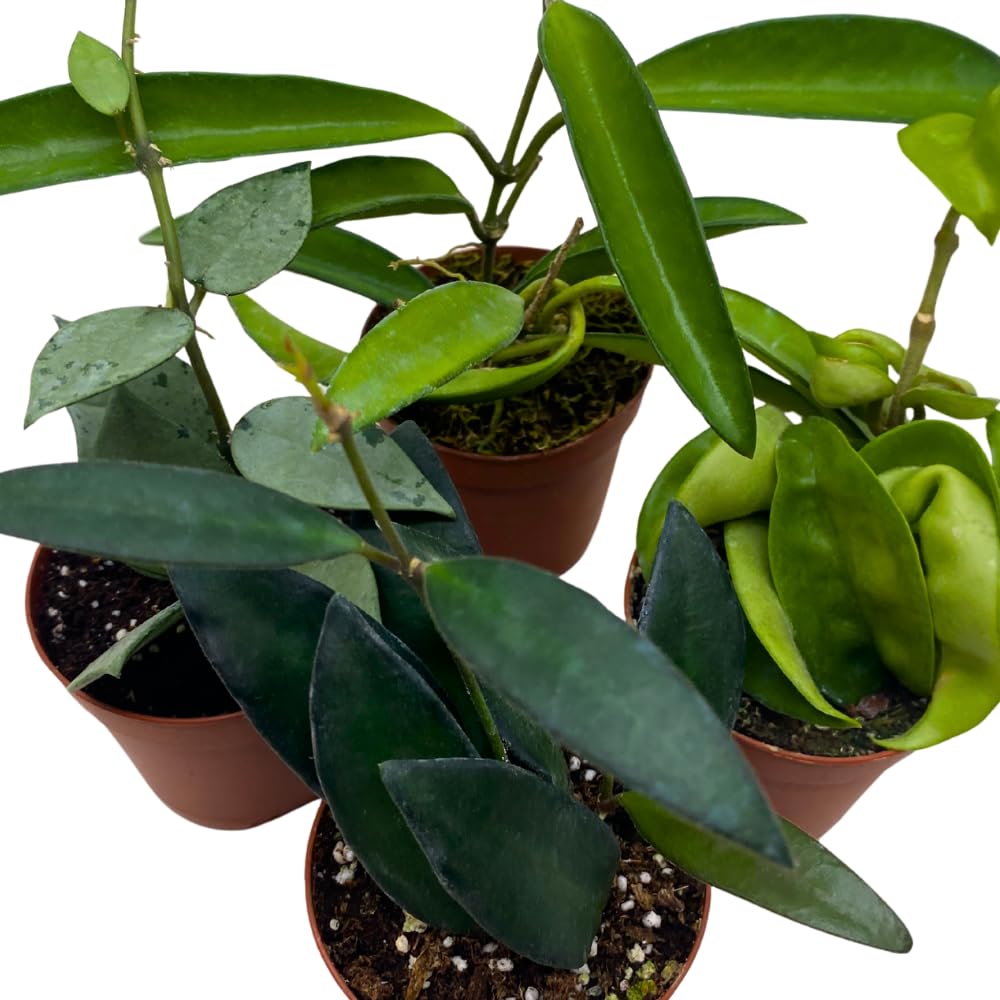 BubbleBlooms Hoya Variety Assortment 2 inch Set of 4 Grower's Choice Live Potted Premium Collection