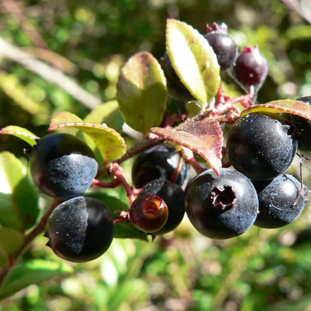(Plug Size) 4 Black Huckleberry Trees Live Plants in 1.5" Pot, Rare Black Huckleberries Blueberry Like, Sweet Flavor, Dormant in Winter