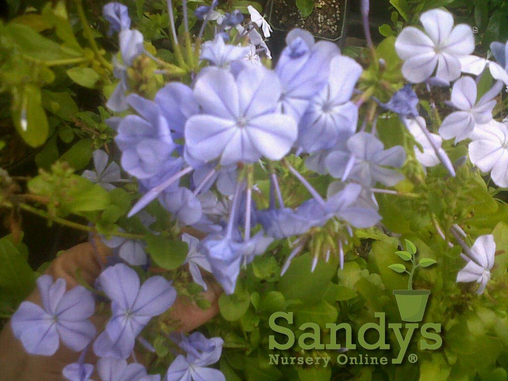 Sandys Nursery Online Plumbago Auriculata Perennial Shrub, Imperial Blue Flower, Lot of 2 Starter Plants