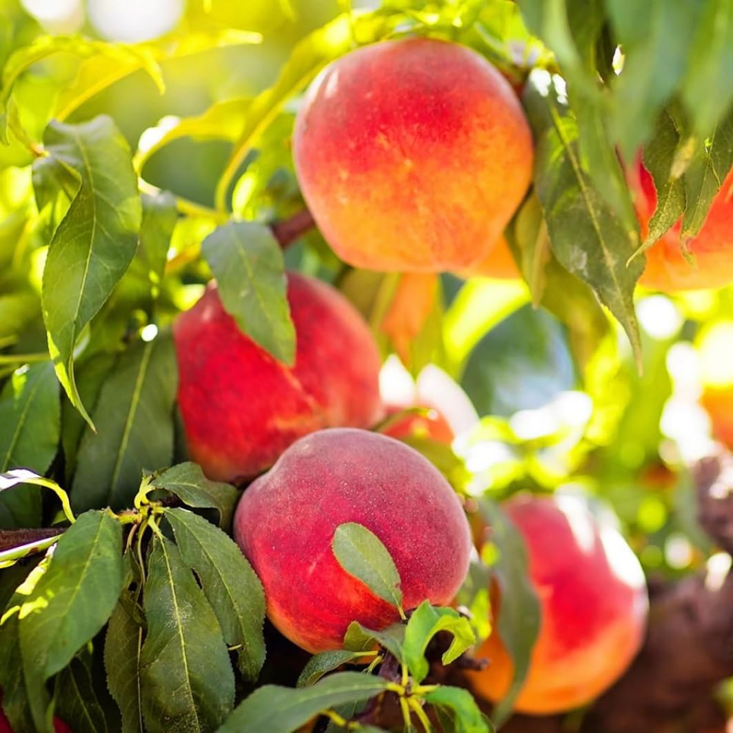 Grafted Yellow Red Peach Tree Live Plant, Well Rooted Peach Plant 1 Feet Tall for Planting Outdoor, Dormant, Ready to Bear Fruit Within 1-2 Years, No Pot