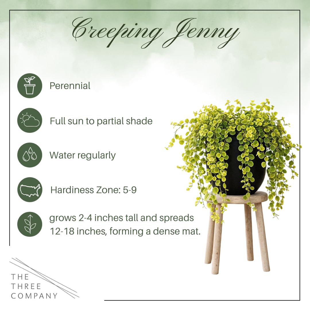 Creeping Jenny Live Plant (Lysimachia nummularia) - 2 Plants Per Pack - Healthy Trailing Perennial - Beautiful Accent Plant - 6" Tall by 4" Wide in 1 Pt Pot