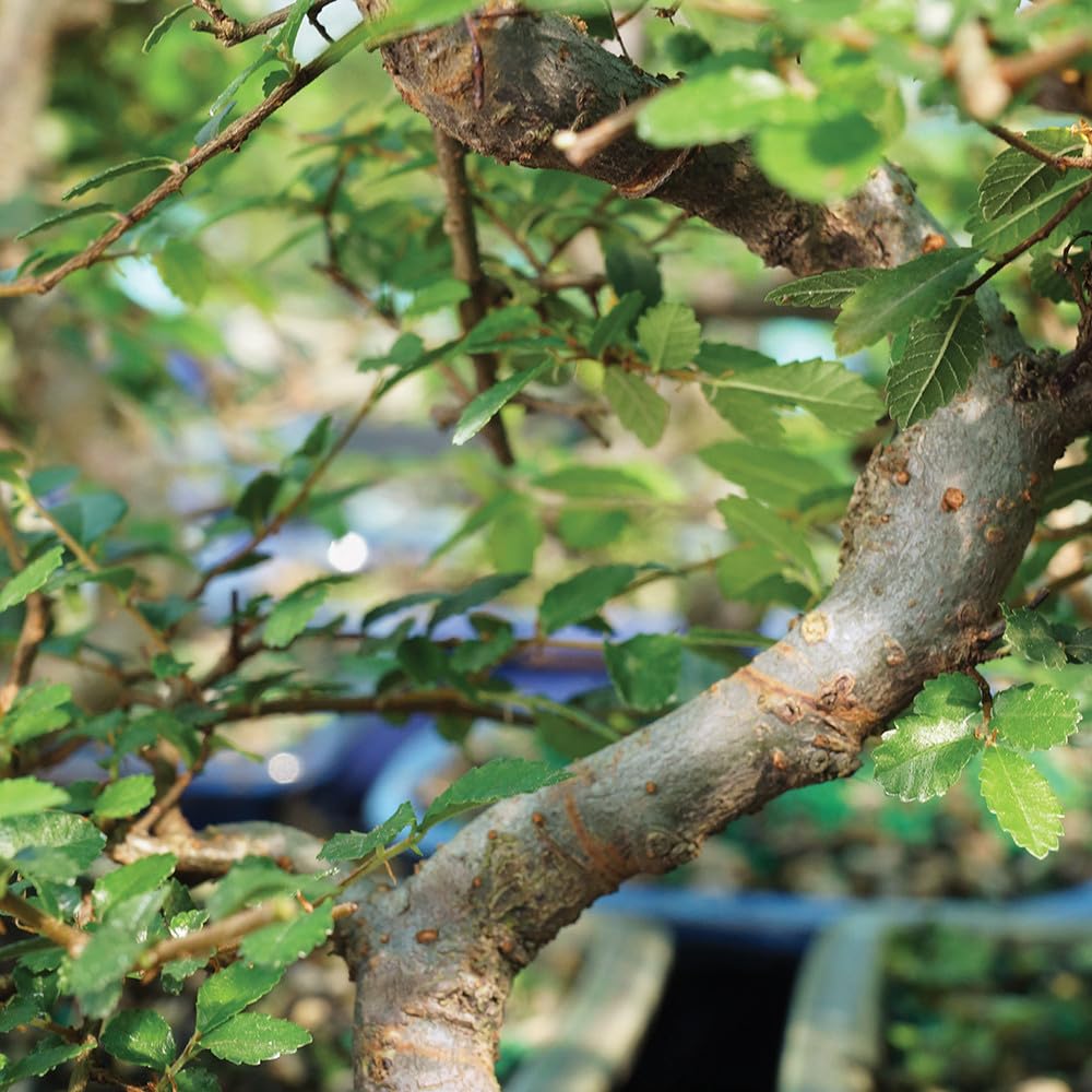 Brussel's Bonsai Live Chinese Elm Bonsai Tree, Outdoor, 2 Pack - Small, 5 Years Old, 6 to 8 inches Tall - Includes Decorative Ceramic Bonsai Pots