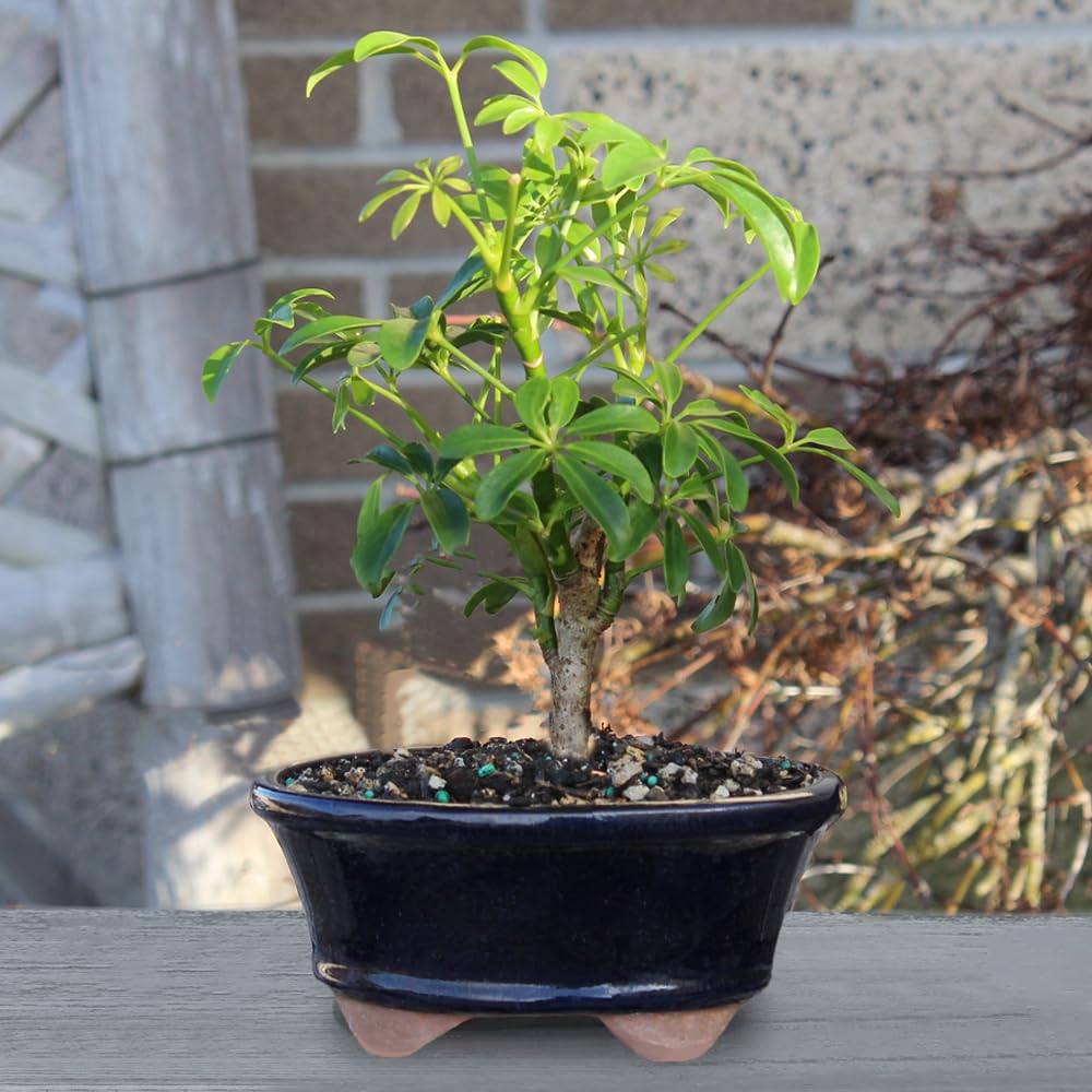 Brussel's Bonsai Live Hawaiian Umbrella Bonsai Tree - Small, 3 Year, 4 to 7 Inches Tall - Indoor Bonsai Tree with Ceramic Bonsai Pot