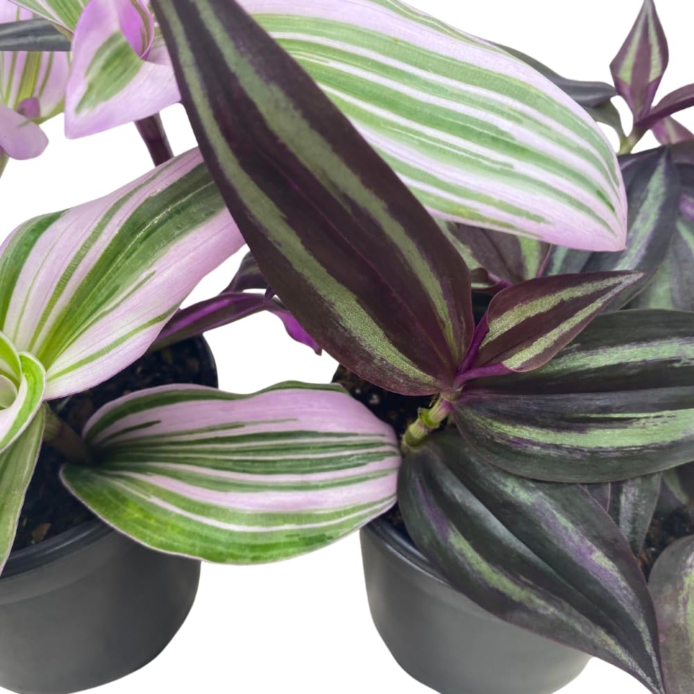 BubbleBlooms Wandering Dude Assortment Tradescantia Variety Set of 2 in 4 inch pots