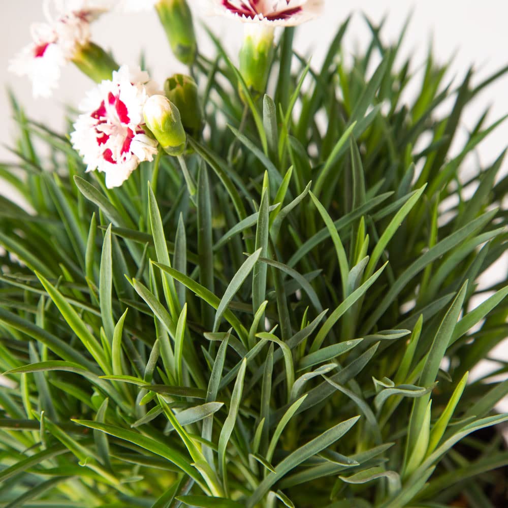Scent First® Coconut Surprise Dianthus, 2.5 Quart, White Flowering Live Perennial Plant - Fragrant Groundcover