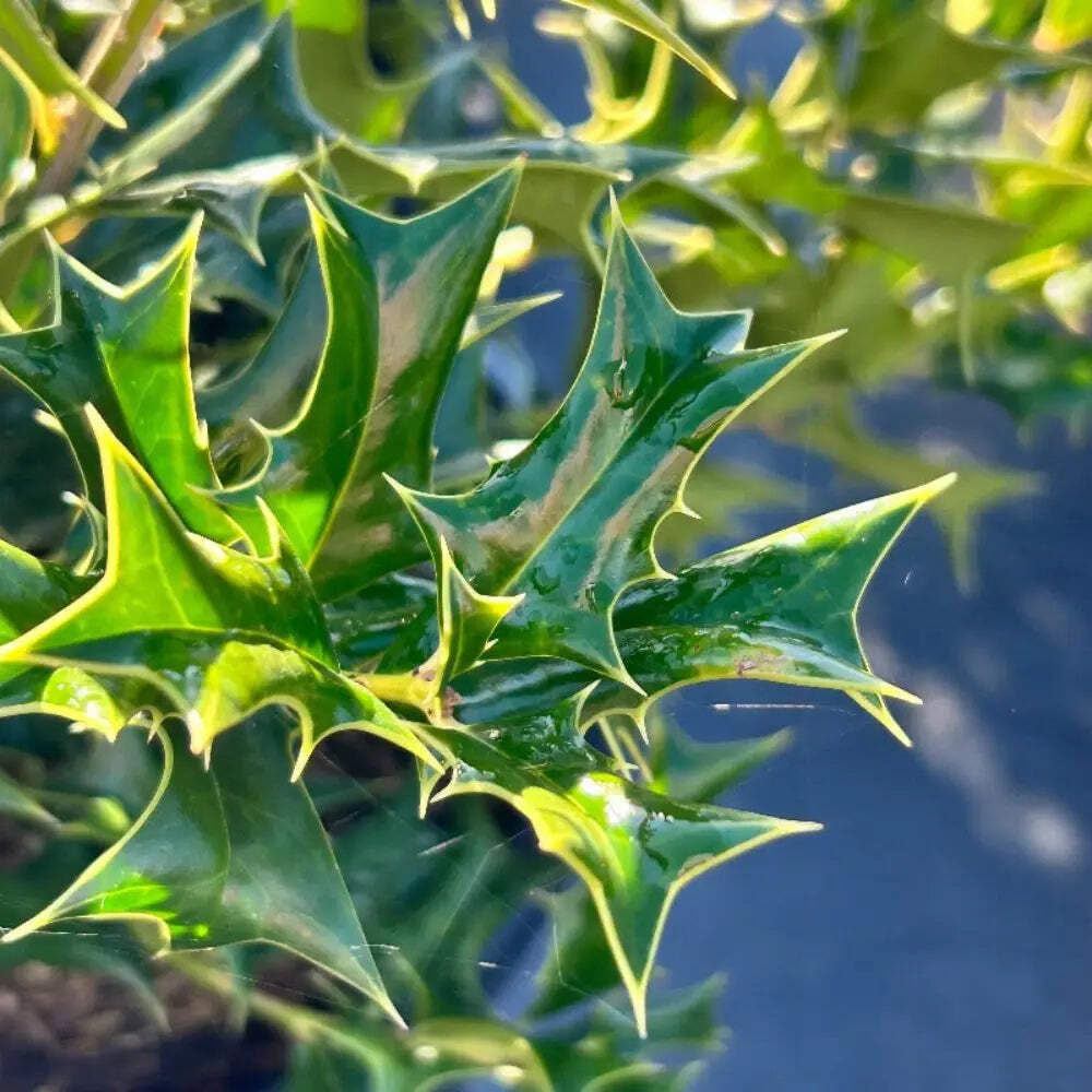 Ilex Rotunda, Dwarf Chinese Holly Evergreen Shrub 3 Gallon