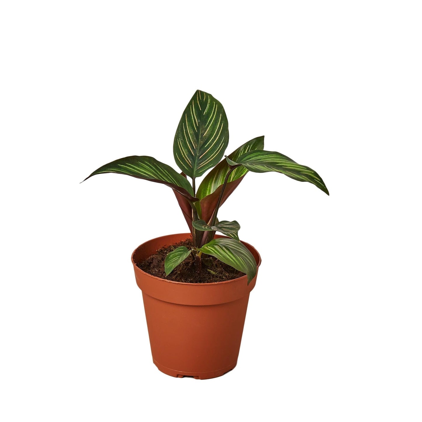 Calathea 'Beauty Star' | Live Plant for Indoor & Outdoor | for Living Room, Office, Bathroom | (4" Pot)