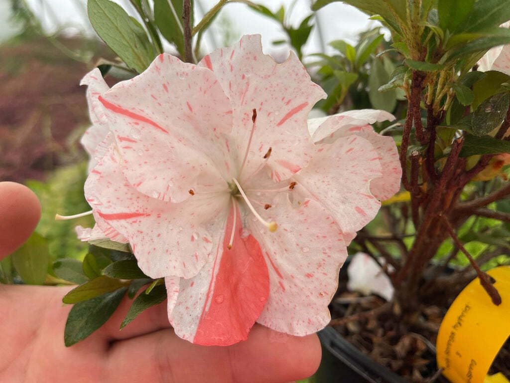 Live Plant - Astronaut Azalea Rhododendron Deciduous Starter Plant BI-Color Striped Blooms
