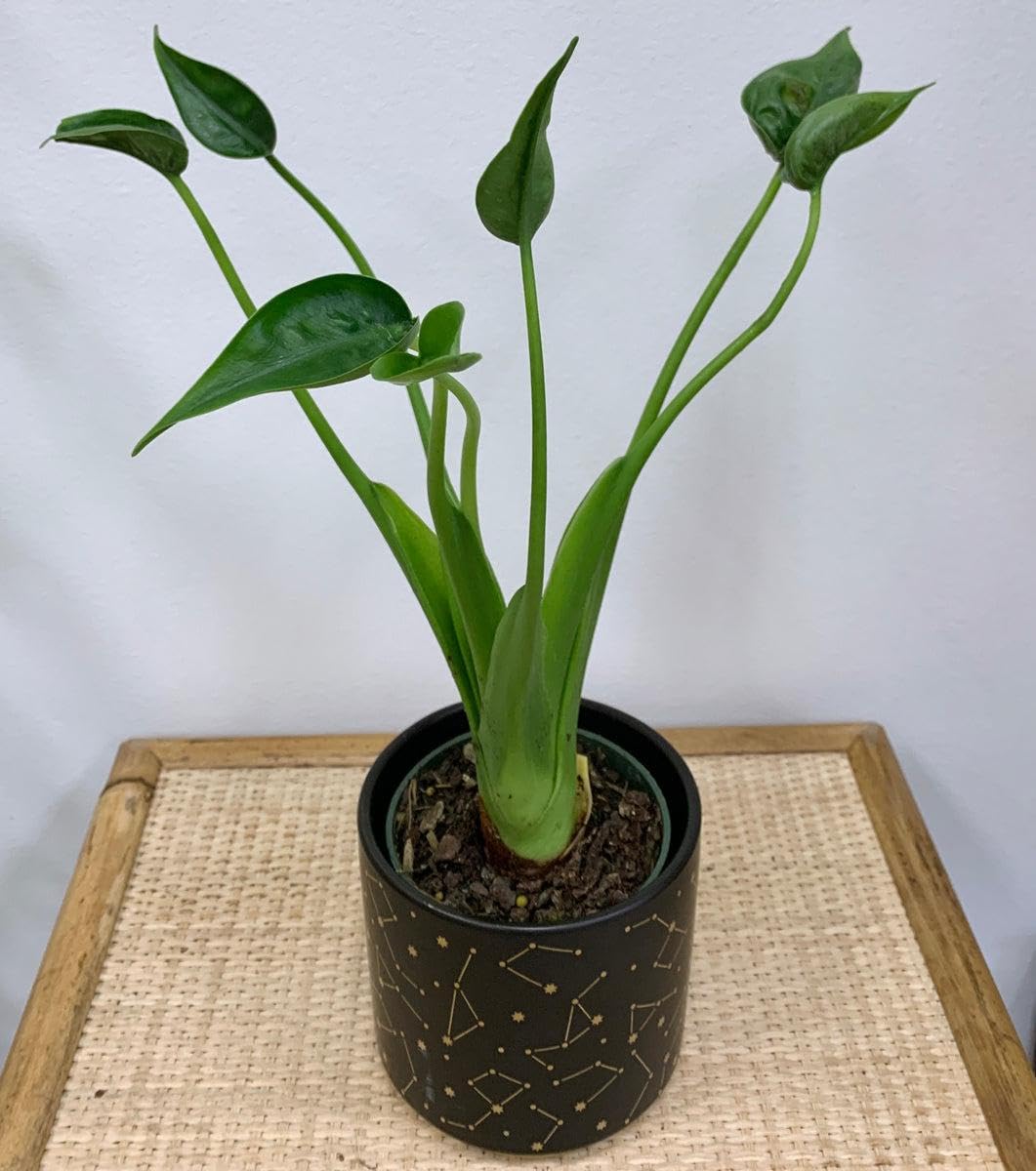 RedCrocus - RedCrocus Tiny Dancer Elephant Ear Alocasia, Compact Foliage Plant for Shade, Indoor & Container Use, Tough, Attractive, Pet Warning, Well-Drained Soil, Moderate Humidity 6" Pot