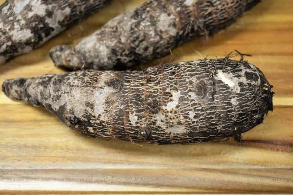 1 Jumbo Elephant Ear Bulbs (Colocasia esculenta) Tropical Plant 11-13