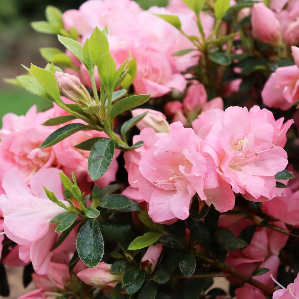 30+ Seed Mixed Colorful Azalea Rhododendron Simsii Seeds Schlippenbachii Bush Shrub Beautiful Flowers Plant for Garden Outdoors