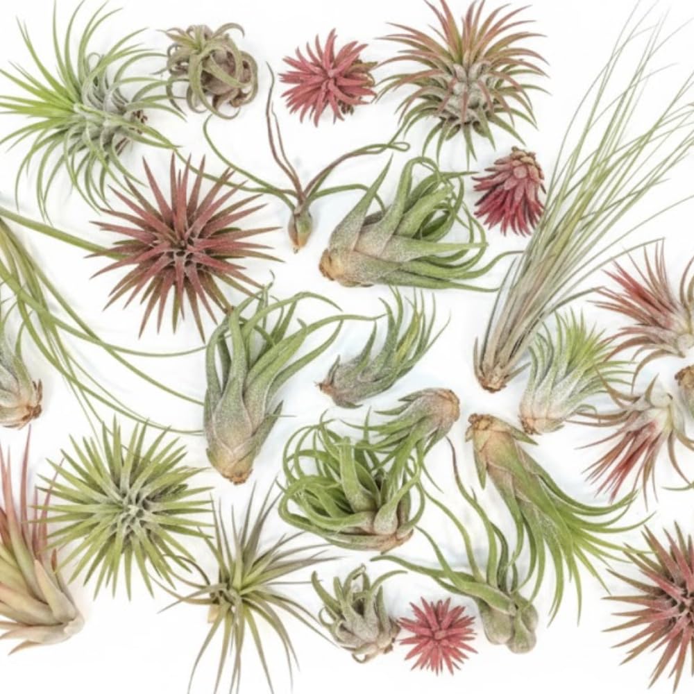 20 Tillandsia Air Plants, Live Succulents Indoor Plants, Assorted Airplants Variety for Decoration, Terrariums, and Office