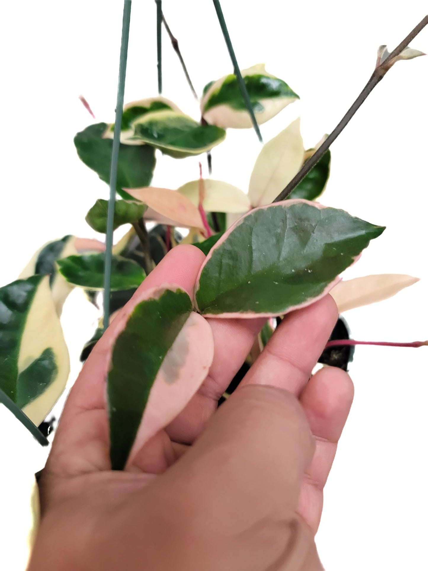 6" Hoya Krimson Queen Available in Hanging Pot, Live Arrival Guaranteed! Live Hoya Plants Live Houseplants - CA Seller - Air Purifying Plant