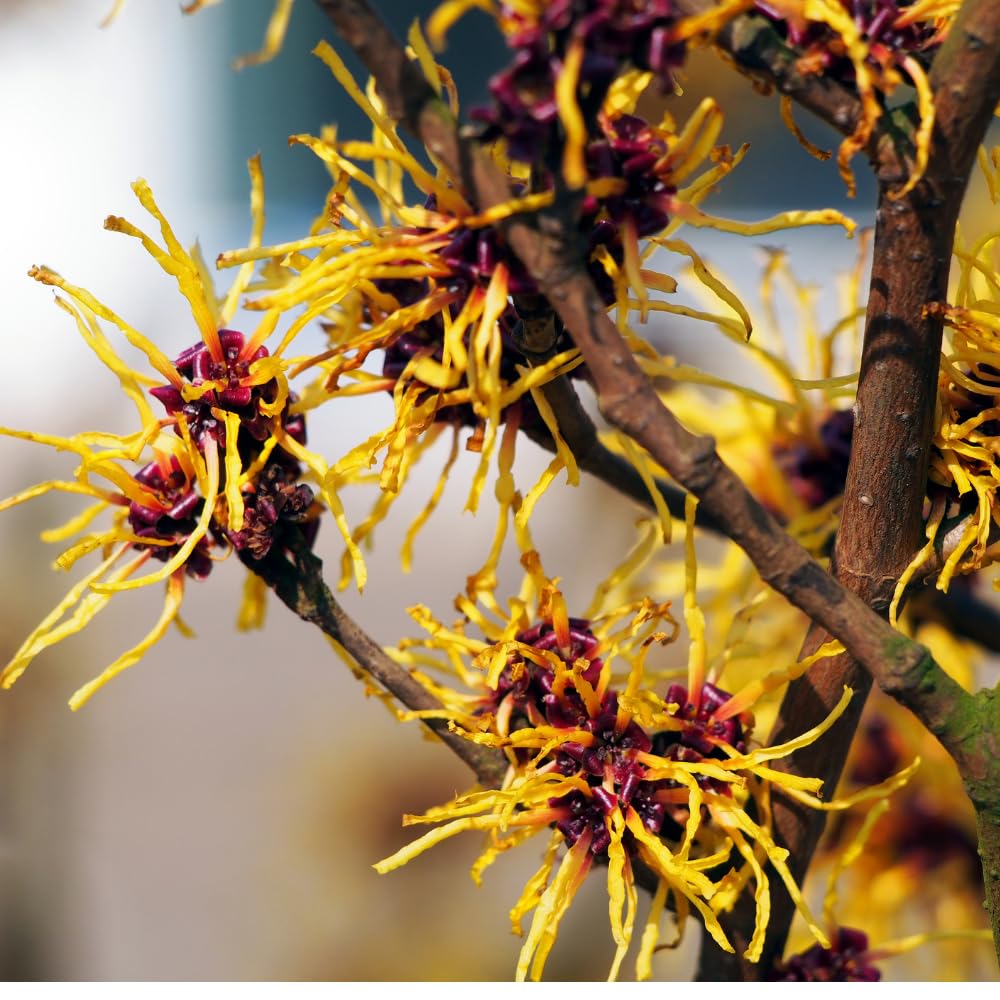 Witch Hazel Plant Live, Witch Hazel Bush Shrub Plants in Quart Pot for Planting, Dormant in Winter