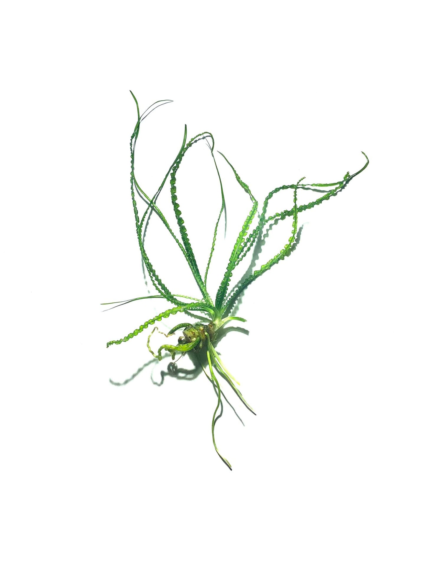 Marcus Fish Tanks Crinum Calamistratum Easy to Grow Hardy Live Aquarium Plant Betta Fish Plants