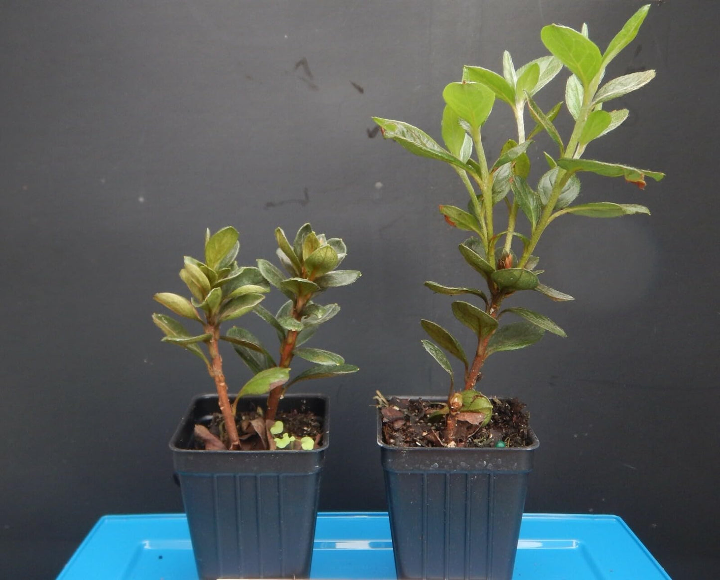 Live Plant - Hampton Beauty - Azalea Rhododendron Deciduous Starter Plant