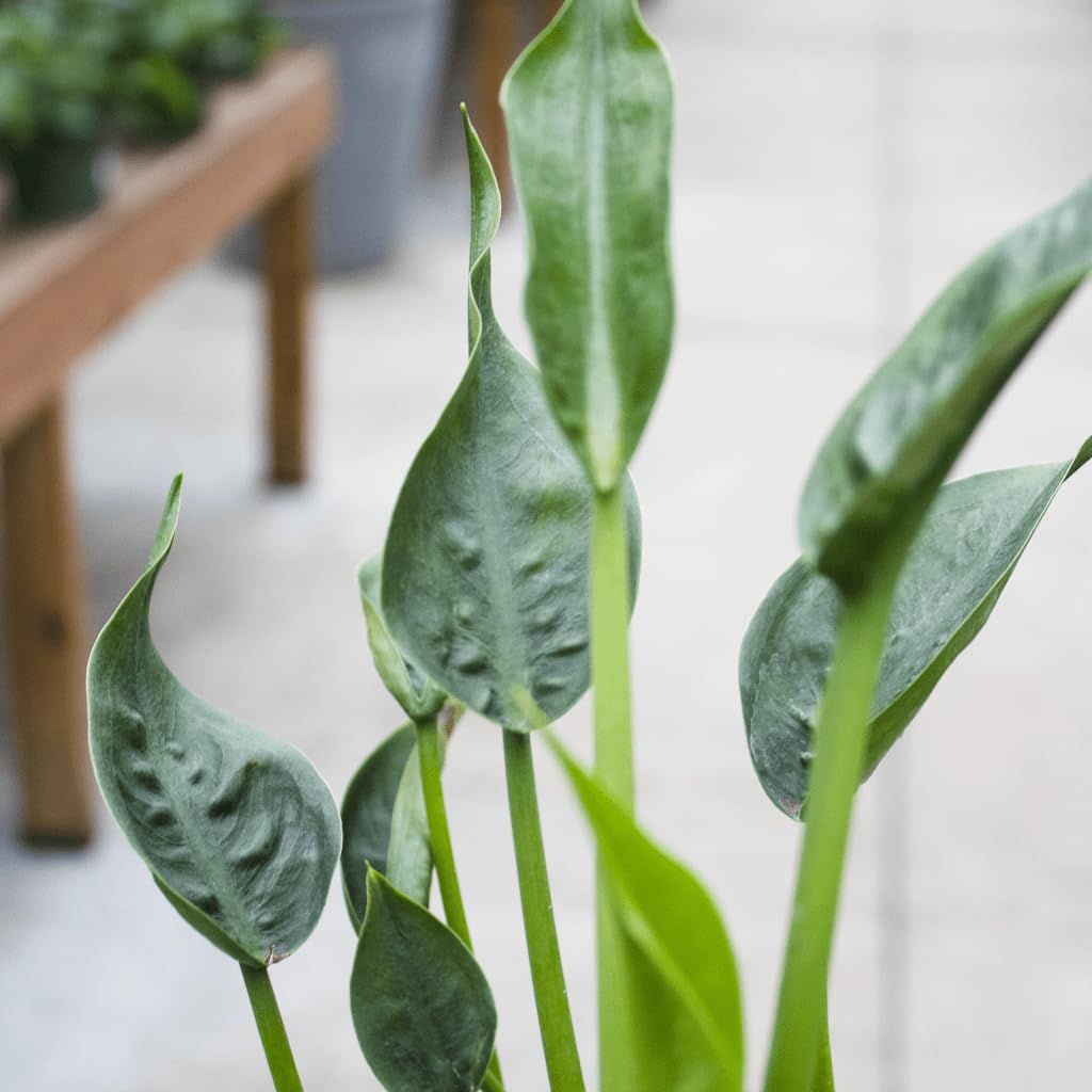 RedCrocus - RedCrocus Tiny Dancer Elephant Ear Alocasia, Compact Foliage Plant for Shade, Indoor & Container Use, Tough, Attractive, Pet Warning, Well-Drained Soil, Moderate Humidity 6" Pot