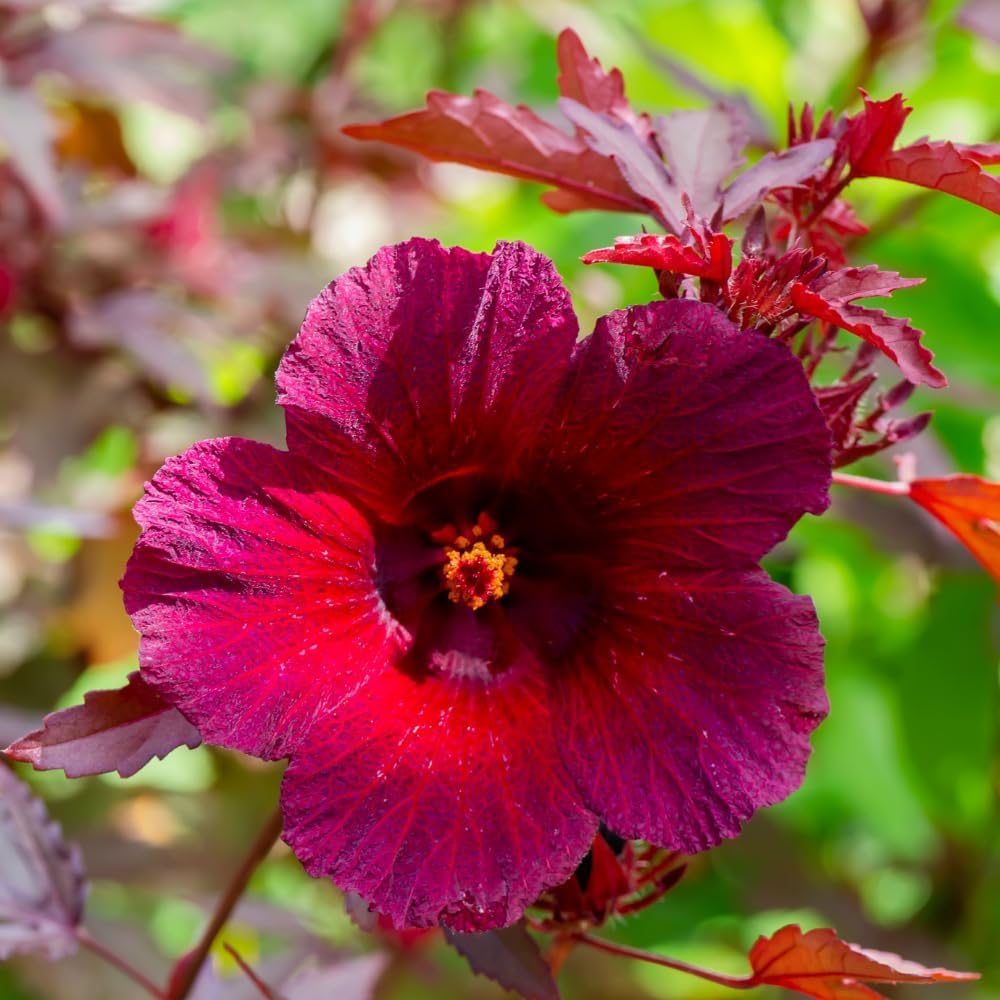 Pack 2 Cranberry Hibiscus Plants Live, 4-8 Inches Tall, Edible Ornamental Plant, Red Hibiscus Flowers