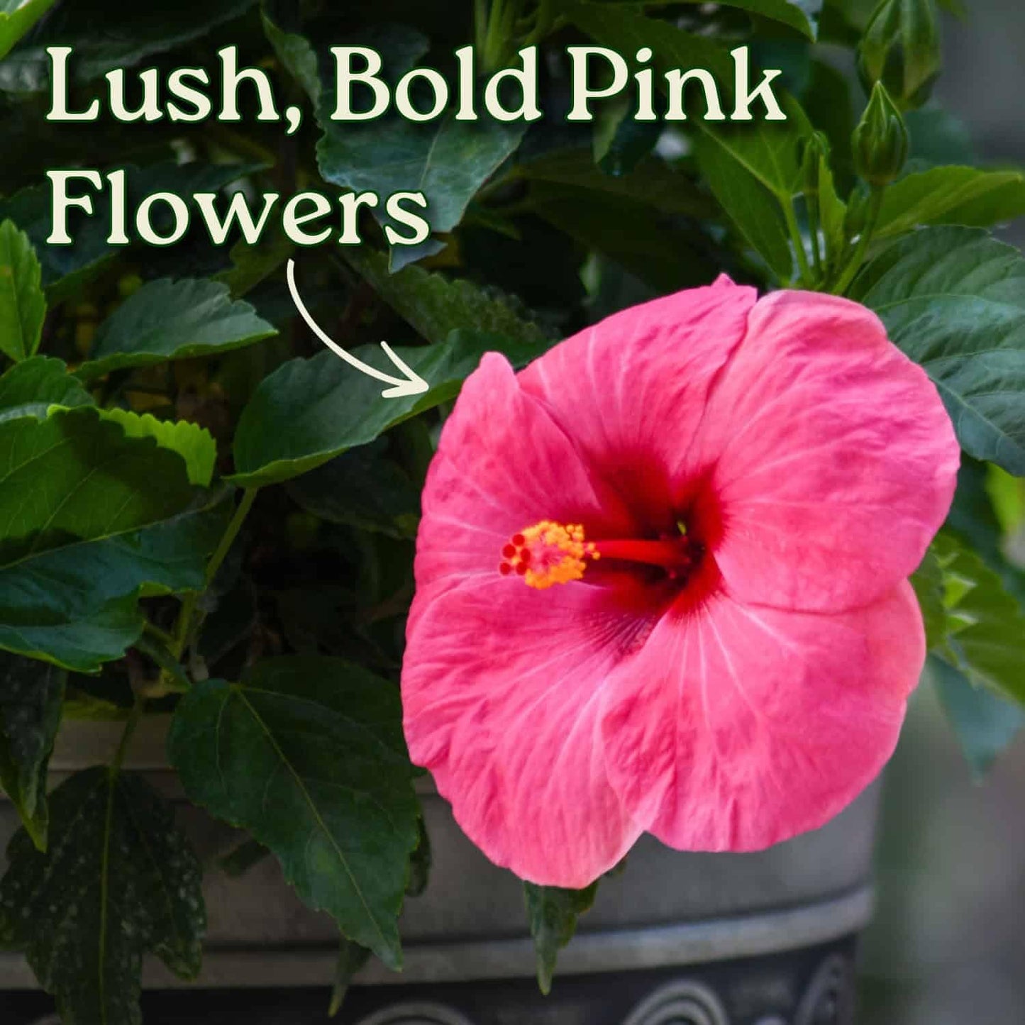 Pink Hibiscus Plant Bush - Yoder Dwarf Pink Cayman Wind - Live Flower Bush - Overall Height 22" to 26" - Tropical Plants of Florida (Plant Only)