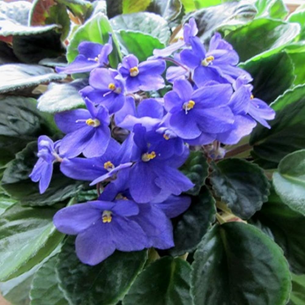 Blue African Violets Live Plants, African Violet Plant, 4 Inc Pot