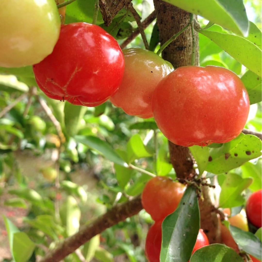 Set of 2 Live Barbados Cherry Tree Plant, Acerola Red Cherry Tree, Tropical Fruit Plant, 4-8 Inches Tall, Ready for Growing