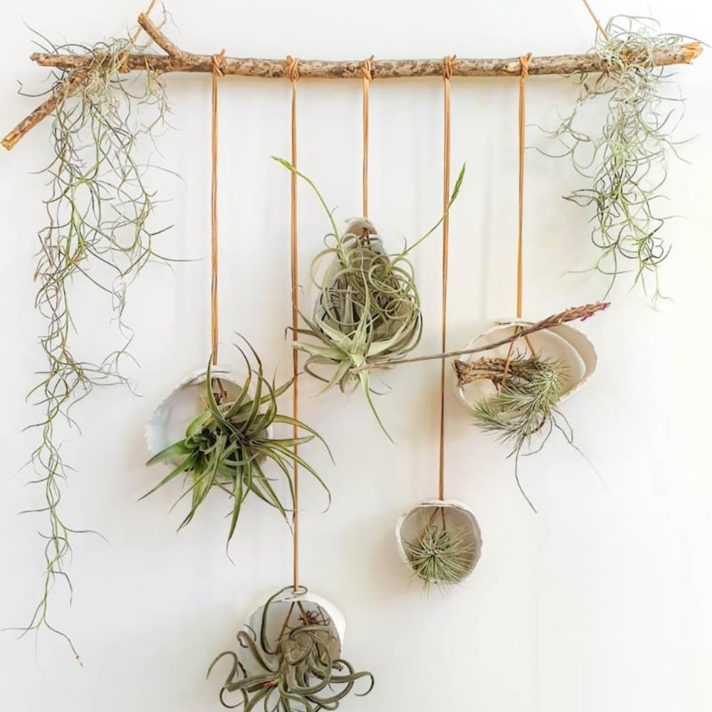 Tillandsia Air Plants, Live Succulents Indoor Plants, Assorted Airplants Variety for Decoration, Terrariums, and Office (12)