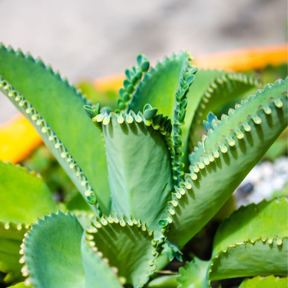 Live Mother of Thousands Plant Kalanchoe Starter Plants, 4 Inch Pot Kalanchoe Houseplants Succulent Live