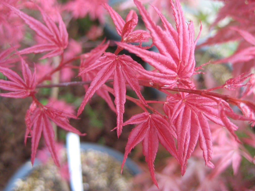 Beni Kosode Japanese Maple 1 - Year Live Tree