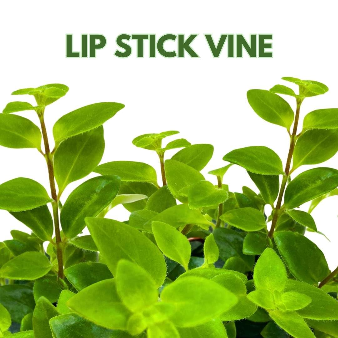 BubbleBlooms Lipstick Vine Plant in a 4 inch Pot