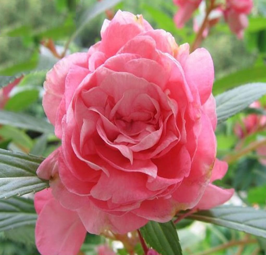 100PCS Double Camelia Flowered Mixed Color Impatiens Seeds Non-GMO Heirloom